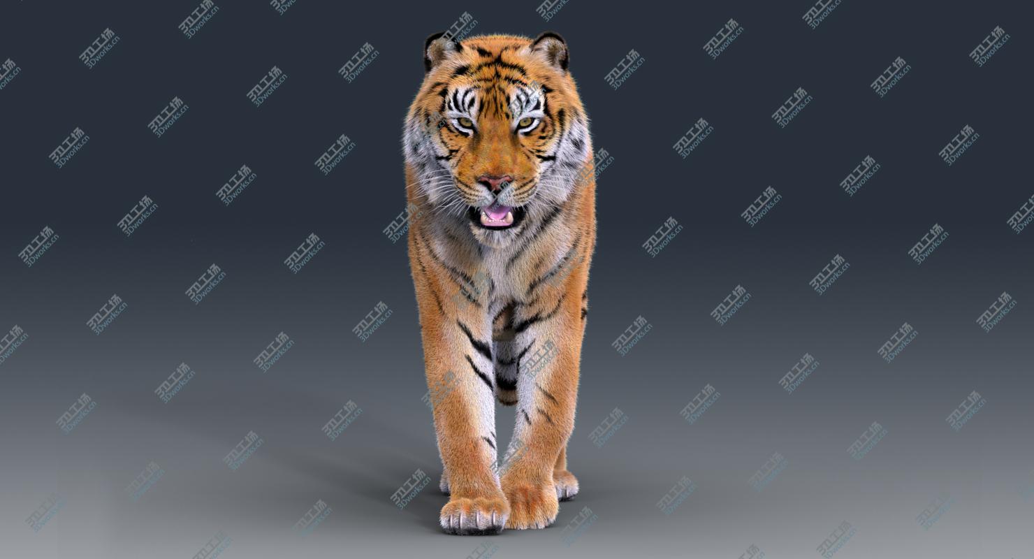 images/goods_img/2021040165/Tiger(Rigged, Fur) 3D/2.jpg